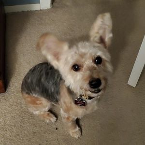 Meet your Posher, David